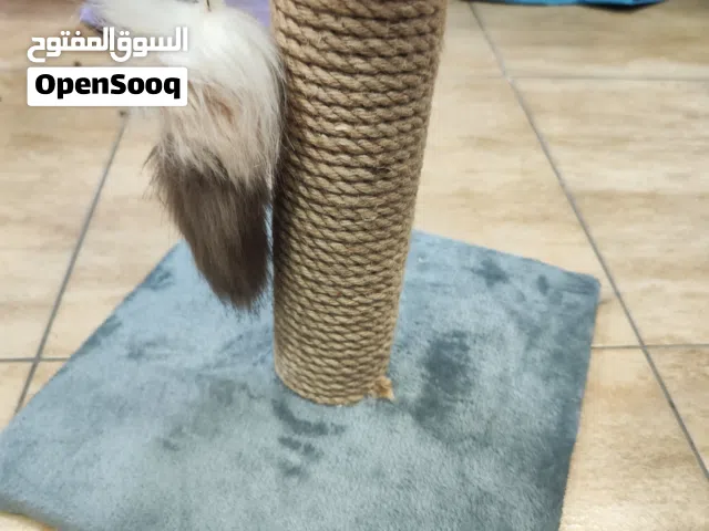 خضار خداش القطط عموديه مع ماوس بجنن بالاضافه الى السلك عليها عرض