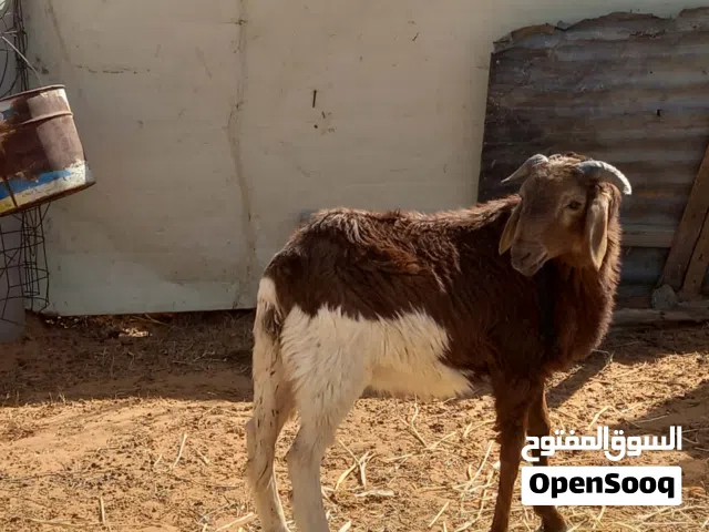 خروف للبيع