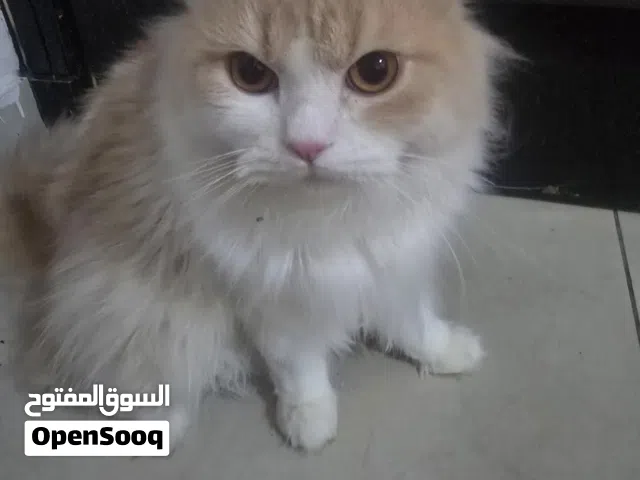 Beautiful, friendly, and adorable long-haired cat looking for a caring new home. Perfect as a family
