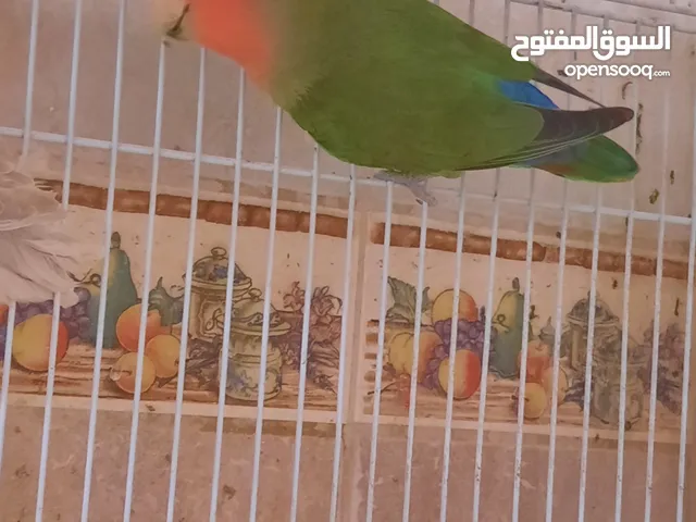 طير لف ذكر بيرد منتج