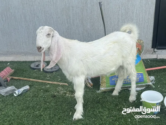 Pakistan goat 4 months old male healthy