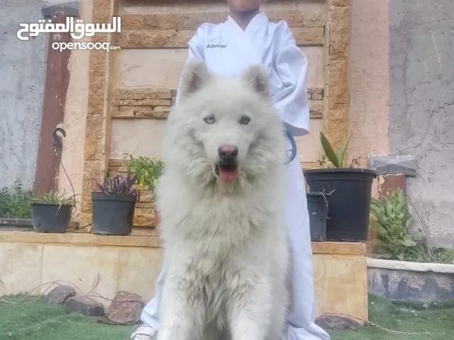 هاسكي بيور ذكر