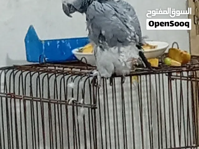سلام عليكم كاسكو للبيع متكلف اليف بي كلام هواي