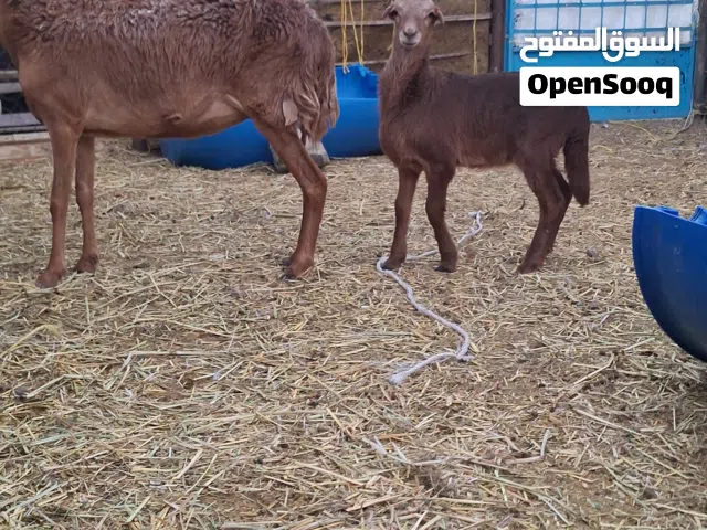 للبيع جاعدة سودانيه تحتها حمله رويانه حليب ماشاءالله تبارك الرحمان