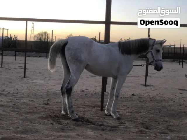 فرس عربيه للبيع