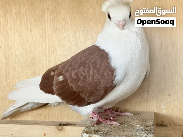 حمام زوج كيلوت
