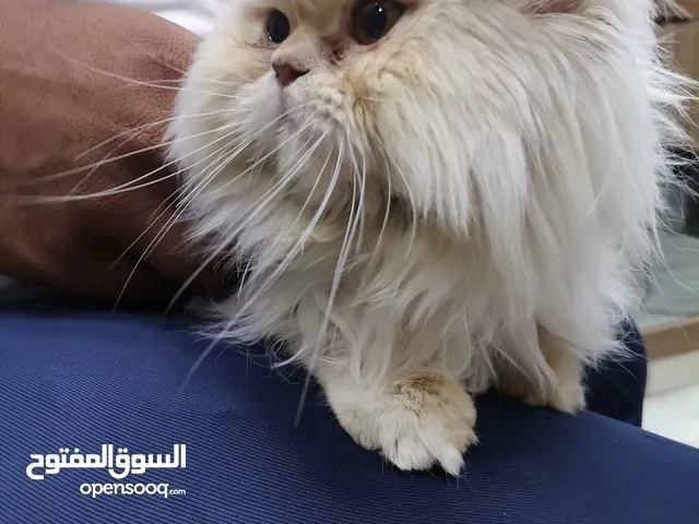 قط هيمالايا للبيع 60
