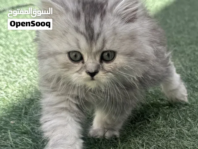 شيرازي ماين كوون صغار شهر 899 درهم