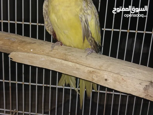 لقد تم شراء الببغاء