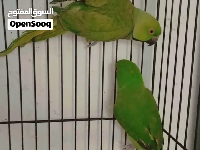 زوج درة للبيع مزاويج