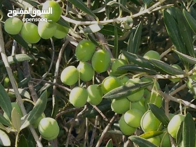 زيت زيتون عصر بطريقة تقليدية