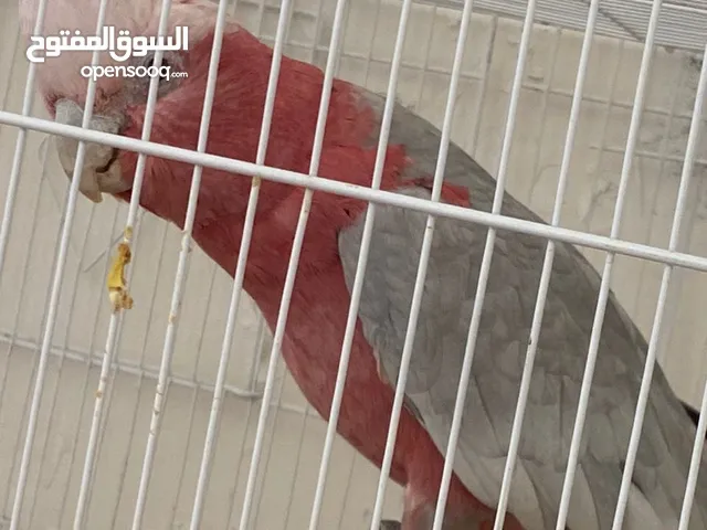 ببغاء ربي يبارك للبيع