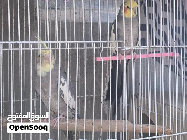 زوج كوكتيل شرط الانتاج كلش حلوات للبيع او مراوس ب زوج كناري