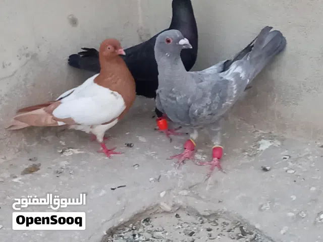 مزهور اصفر قد كفت الايد كلهم 25 دينار  جلف قراقطه قلم اسود للبيع الموقع الزرقاء التواصل واتس اب