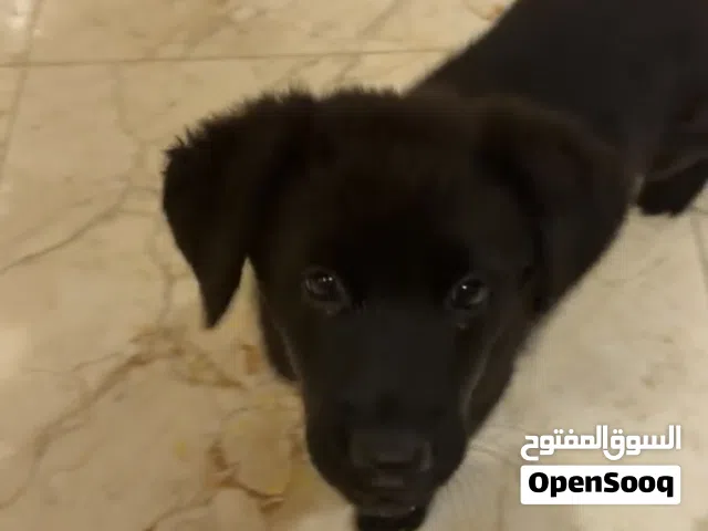 للبيع  جيرمن بلاك جاك