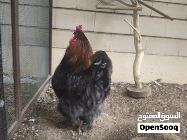 Big Brahma Chickens For sale