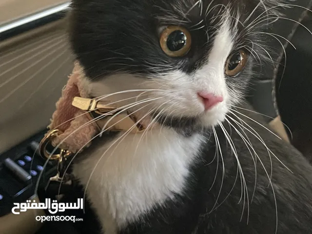 Tuxedo male kitten for adoption قط توكسيدو للتبني