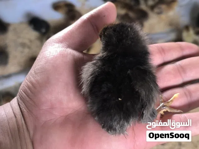 كتاكيت عرب عمر يومين و ثلاثه و اربع ايام