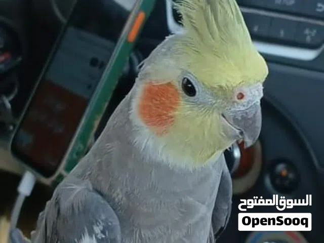 كروان نورمال ذكر