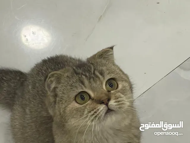 قط سكوتش فولد