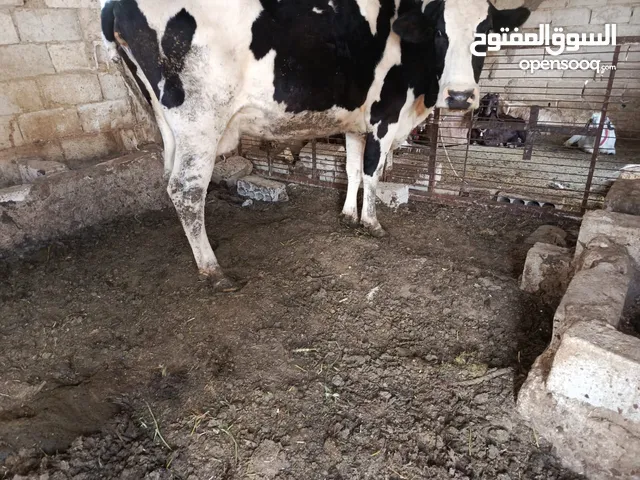 موجود بقره ام ثالث عشار 7 شهور  كفاله من جميعو فيها تالي حليب على التنشيف  موجوده في الرمثا 07729390