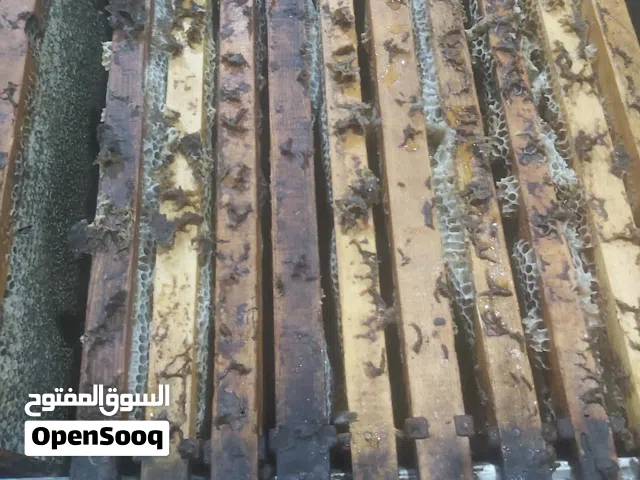 عسل سدر أصلي صافي جملة