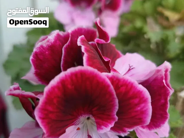 عدة كراج تجليس ودهان السيارات