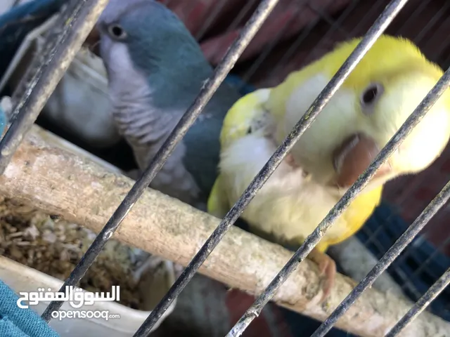 ببغاء كويكر الراهب للبيع