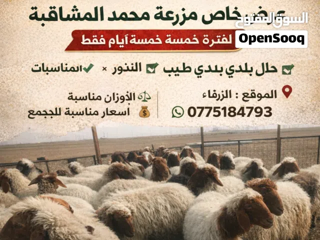 محمد المشاقبه