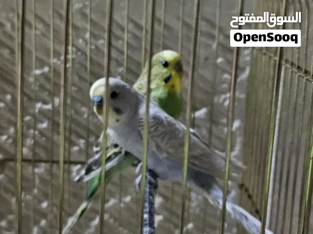 طيور حب   .