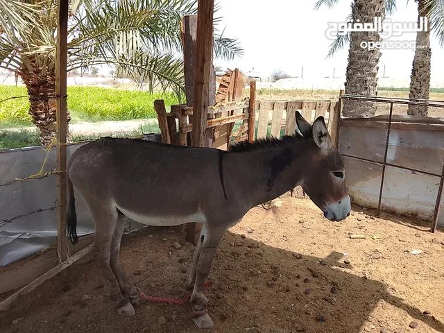 حميار البيع