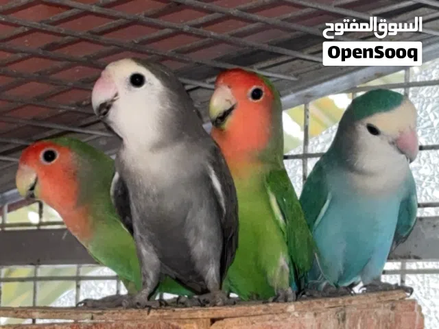 رزو للبيع ازرق 2 رصاصي 1 اخضر 1 بادجي ازرق واحد