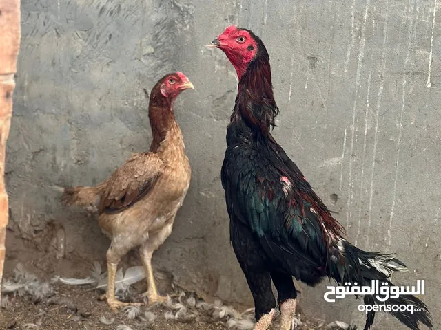 للبيع ديك ياباني مع دجاجه تركي