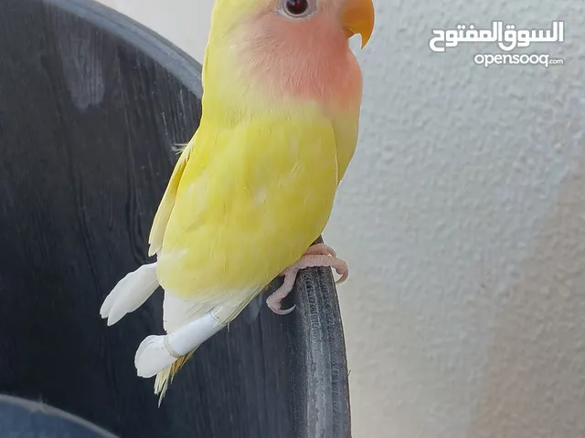 فروخ ببغاء روز عيون حمر