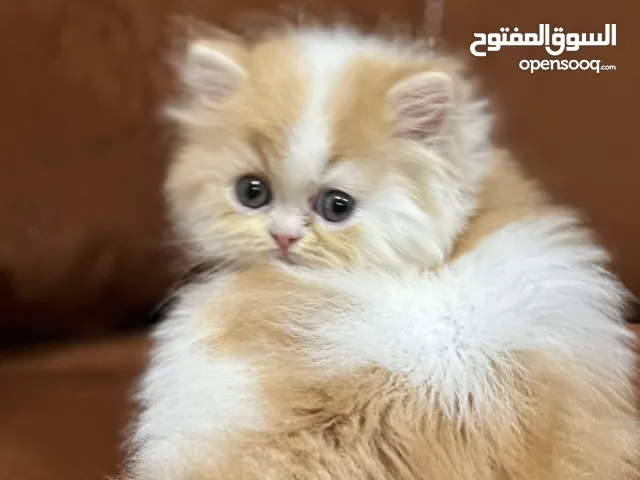 ولد هاف من أم هاف و أب بكي فاس / العمر:شهر