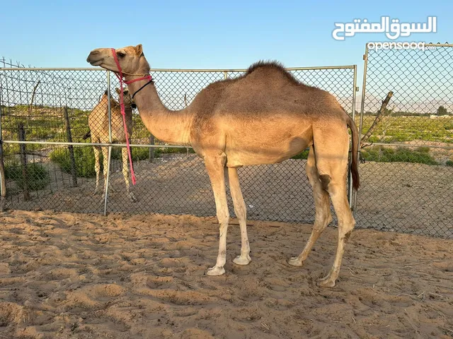 جذعة الاب ولد مثير الرياسة  امها بنت سراب تصلح انتاج و عرضة