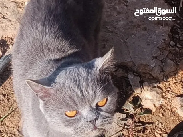 British Shorthair قط