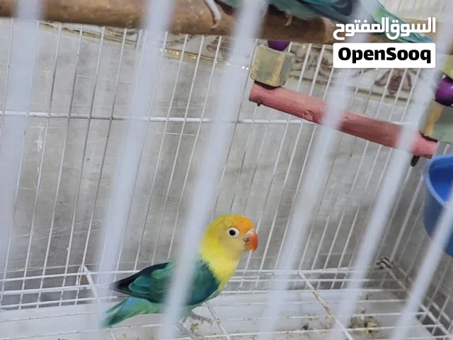 زوج طيور غندورة باربلو ابولاين. امايات منتجات