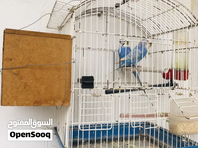 عصافير بقلينو ذكر بولندي
