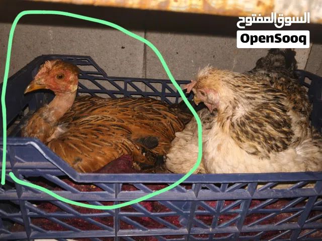 دجاجة ام رگيبة للبيع