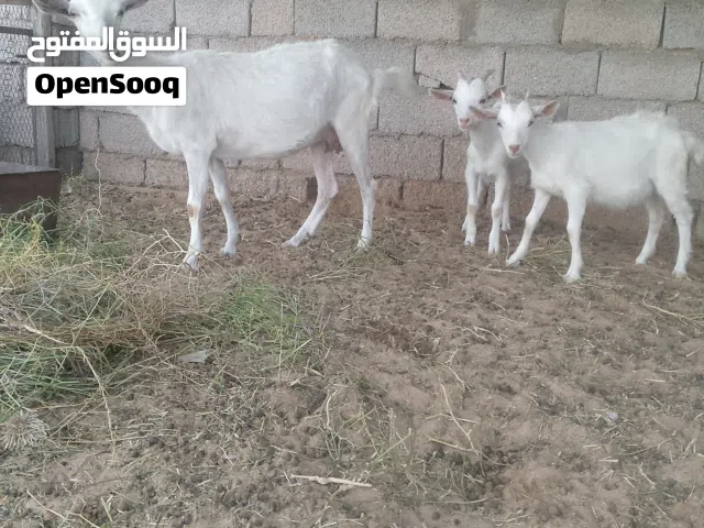 عنز فرنسية متاومة