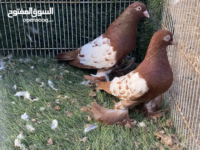 للبيع ازواج روسيات مستويات راقية جميلة طيور معارض عليهم عرض والاسعار في متناول الجميع