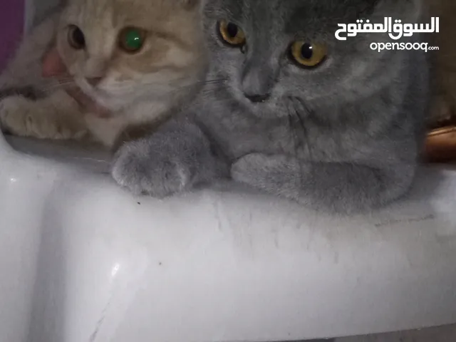 قطط برتش شورت هير