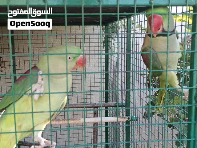 زوج ببغاء نيبالي