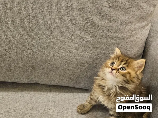 Scottish Mix سكوتش مكس