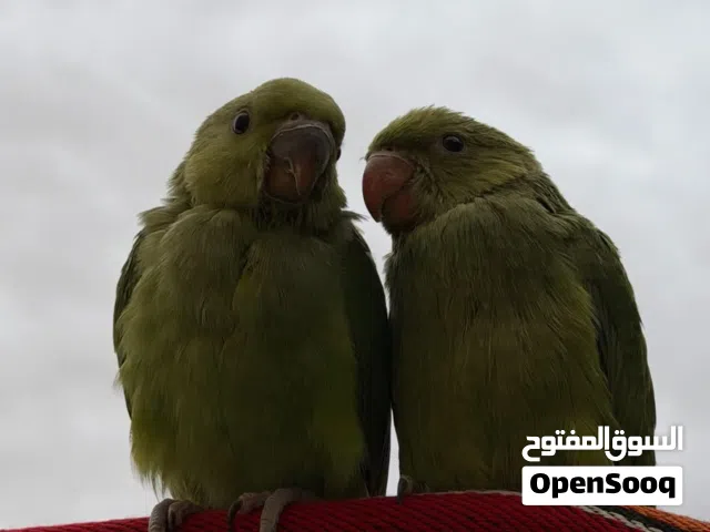 بغبغاء الدره