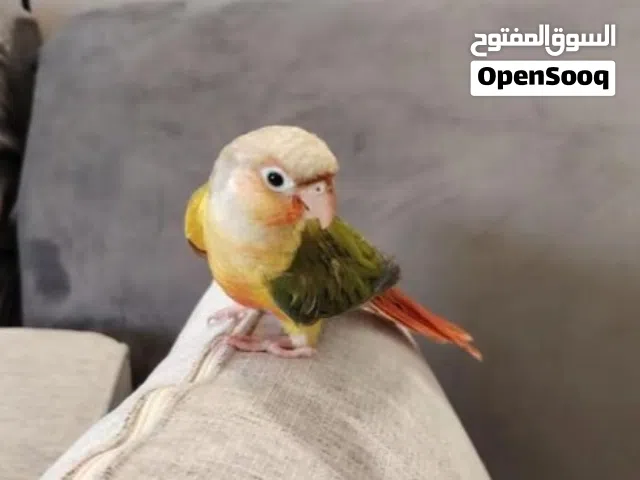 ببغاء كنيور أليف هدد داخلي وخارجي لعوب