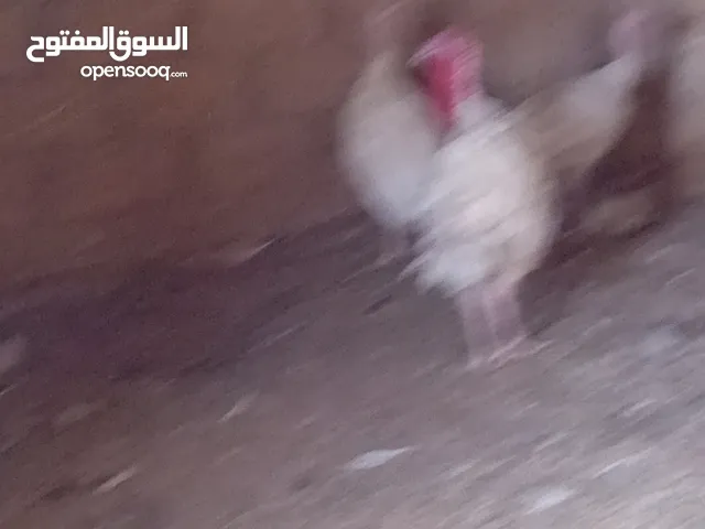 انثيتين حبش ابيض هولندي حجم سوبر جانبو نفس حجم الذكر وذكر للبيع بسعر حرق