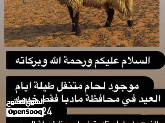 لحام اضاحي متنقل في مأدبا وضواحيها  يتوفر  لحام لذبح اضاحي العيد..  منطقة مأدبا وضواحيها