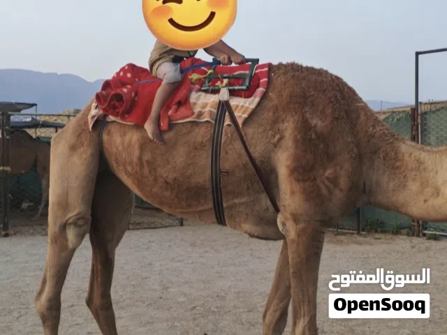 للبيع ناقة قليصة طبيع وهادية